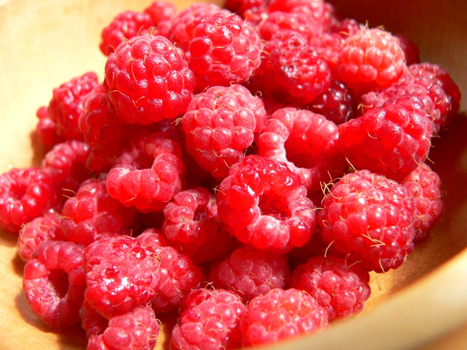 Berry forest red