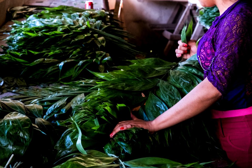 USAID Measuring Impact Conservation Enterprise Retrospective (Guatemala; Rainforest Alliance) (40259625612)