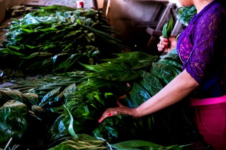 USAID Measuring Impact Conservation Enterprise Retrospective (Guatemala; Rainforest Alliance) (40259625612)