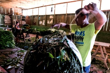 USAID Measuring Impact Conservation Enterprise Retrospective (Guatemala; Rainforest Alliance) (40259649962)