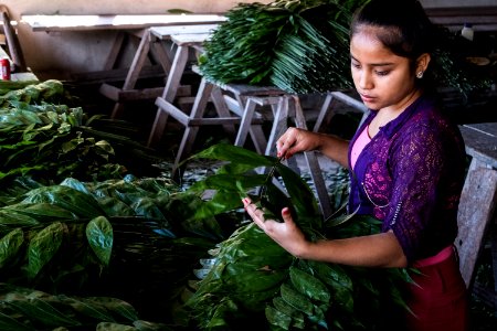 USAID Measuring Impact Conservation Enterprise Retrospective (Guatemala; Rainforest Alliance) (40259619142)