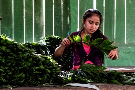 USAID Measuring Impact Conservation Enterprise Retrospective (Guatemala; Rainforest Alliance) (39593045054)