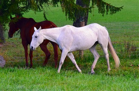 Farm animal stallion photo