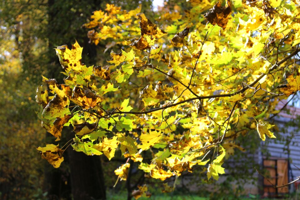 Yellow leaves golden autumn autumn leaf