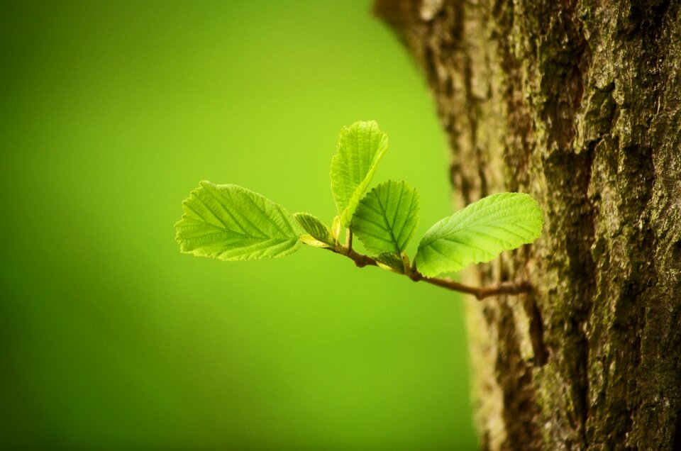 Nature green forest photo