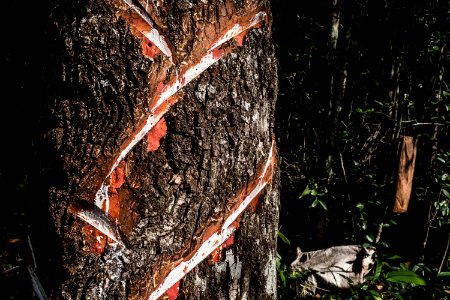 USAID Measuring Impact Conservation Enterprise Retrospective (Guatemala; Rainforest Alliance) (39592648294)
