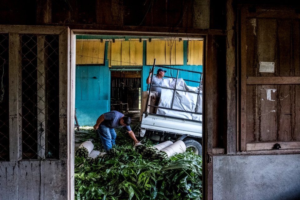 USAID Measuring Impact Conservation Enterprise Retrospective (Guatemala; Rainforest Alliance) (39407324465)