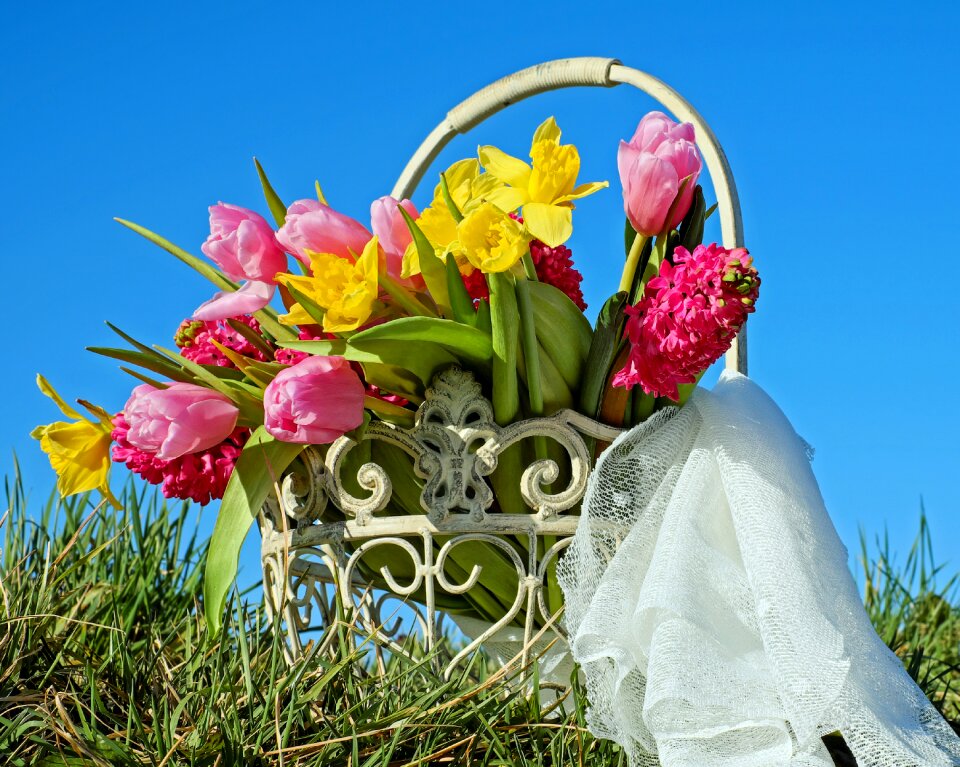 Tulips hyacinth cut flowers