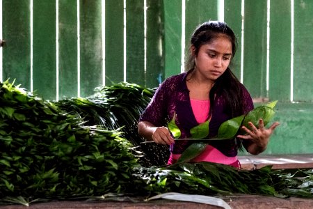 USAID Measuring Impact Conservation Enterprise Retrospective (Guatemala; Rainforest Alliance) (40304715641)