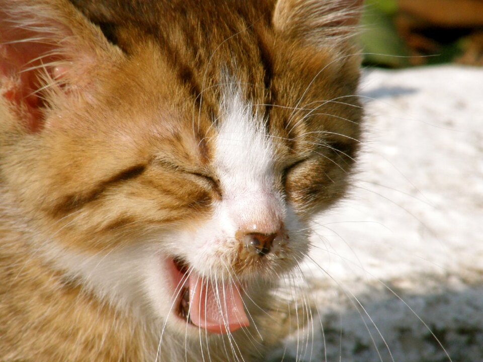 Red cat kitten domestic cat