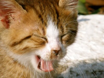 Red cat kitten domestic cat
