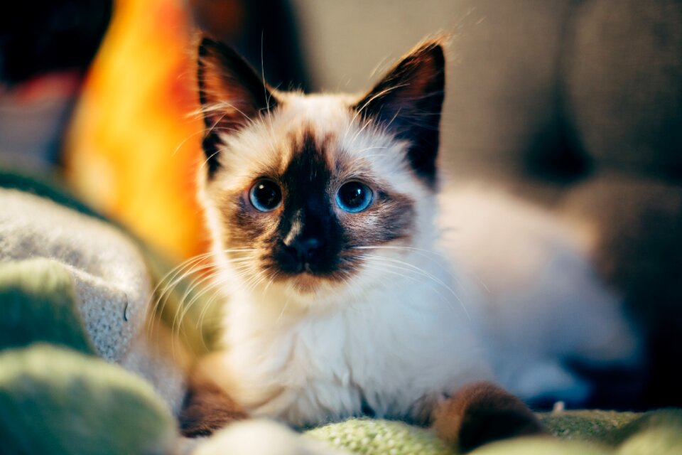 Animal pet blur