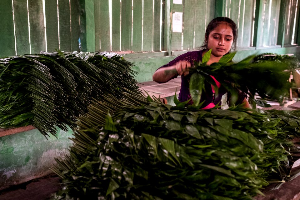 USAID Measuring Impact Conservation Enterprise Retrospective (Guatemala; Rainforest Alliance) (38495286950)