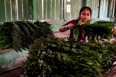 USAID Measuring Impact Conservation Enterprise Retrospective (Guatemala; Rainforest Alliance) (38495286950)