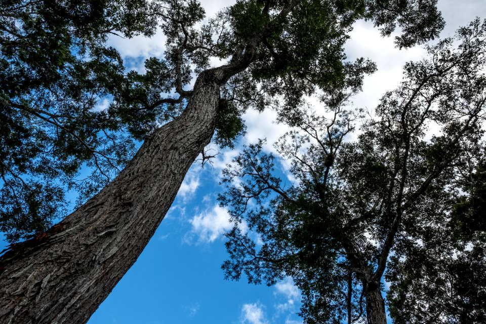 USAID Measuring Impact Conservation Enterprise Retrospective (Guatemala; Rainforest Alliance) (39407278155)