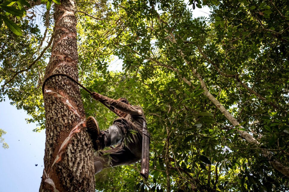 USAID Measuring Impact Conservation Enterprise Retrospective (Guatemala; Rainforest Alliance) (39407017645)