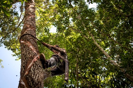 USAID Measuring Impact Conservation Enterprise Retrospective (Guatemala; Rainforest Alliance) (39407017645)