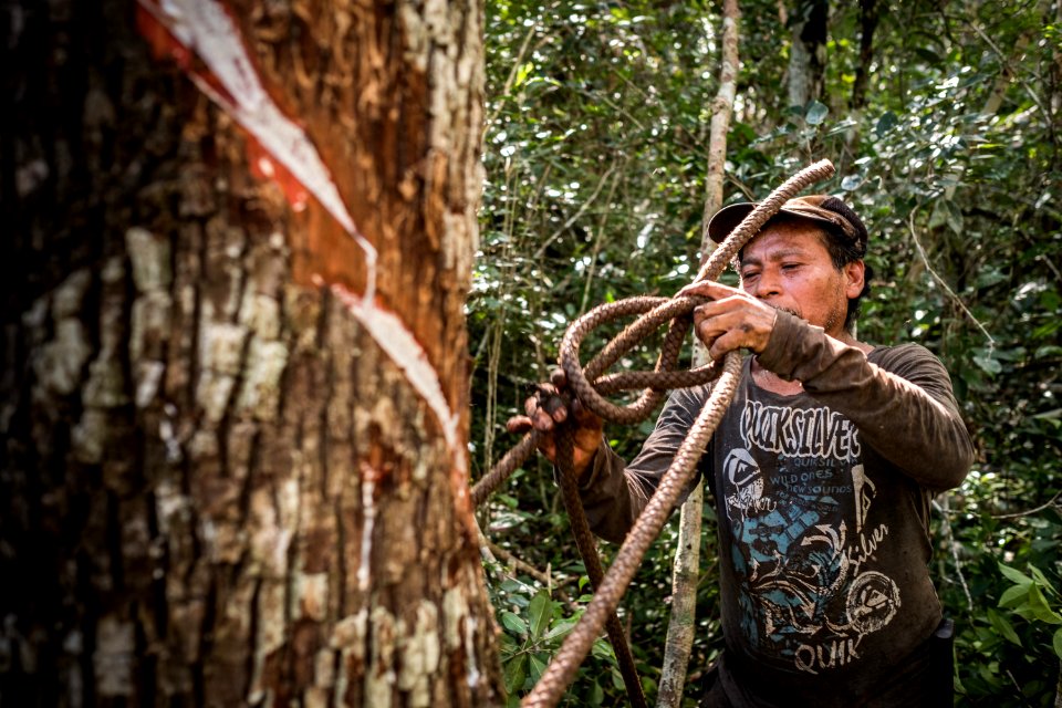 USAID Measuring Impact Conservation Enterprise Retrospective (Guatemala; Rainforest Alliance) (39407025515)
