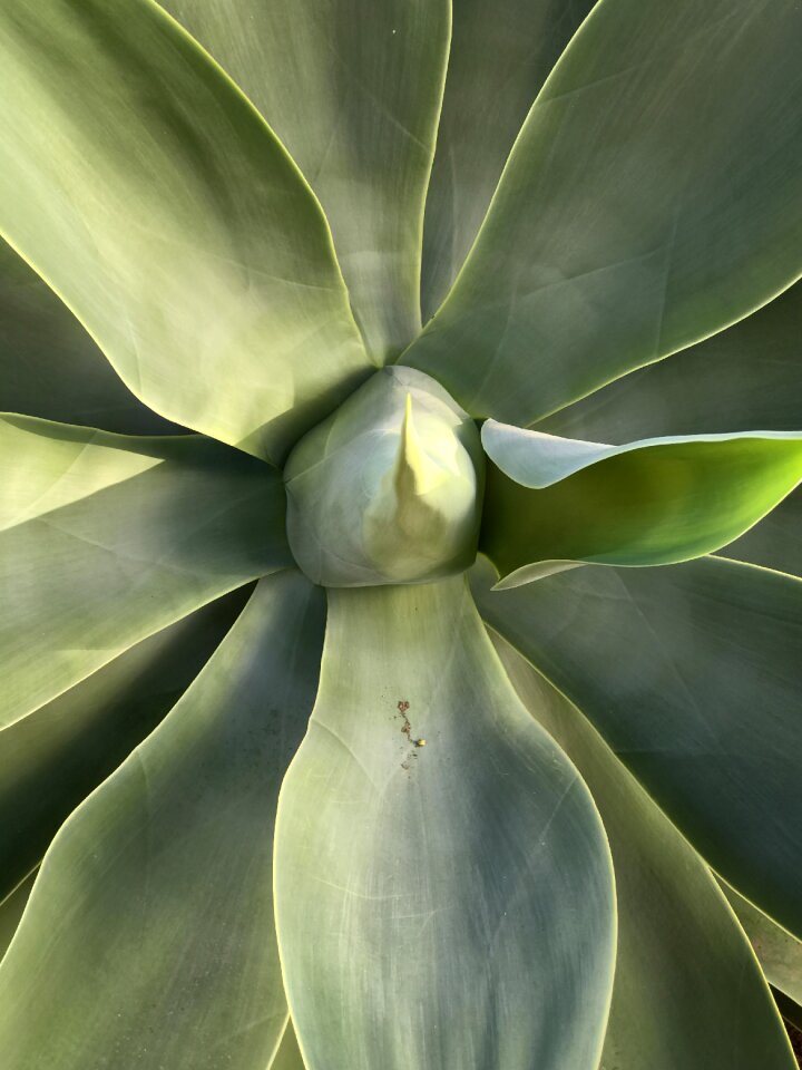 Liliaceae leaves meaty