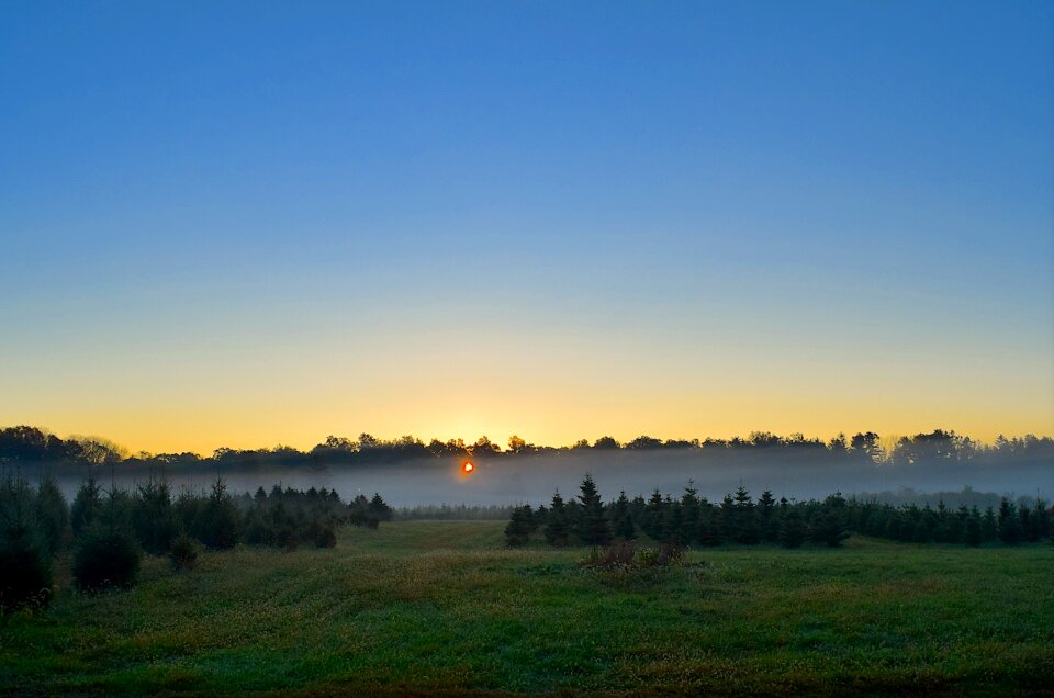 Trees nature landscape photo