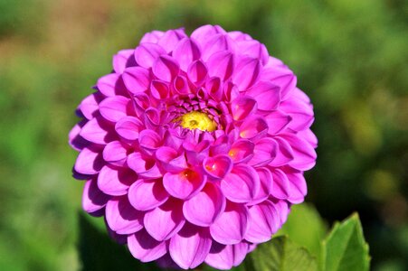 Dahlia garden garden plant blossom photo