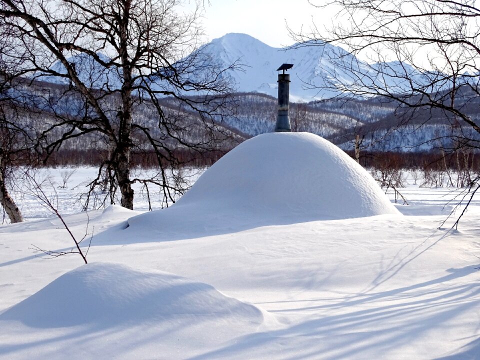 Cottage trumpet snowdrift