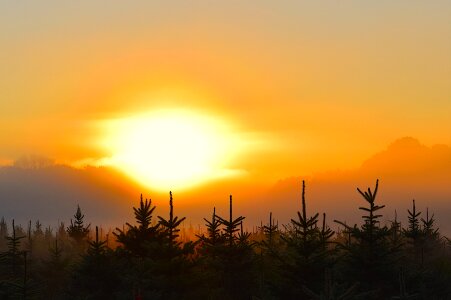 Trees nature landscape