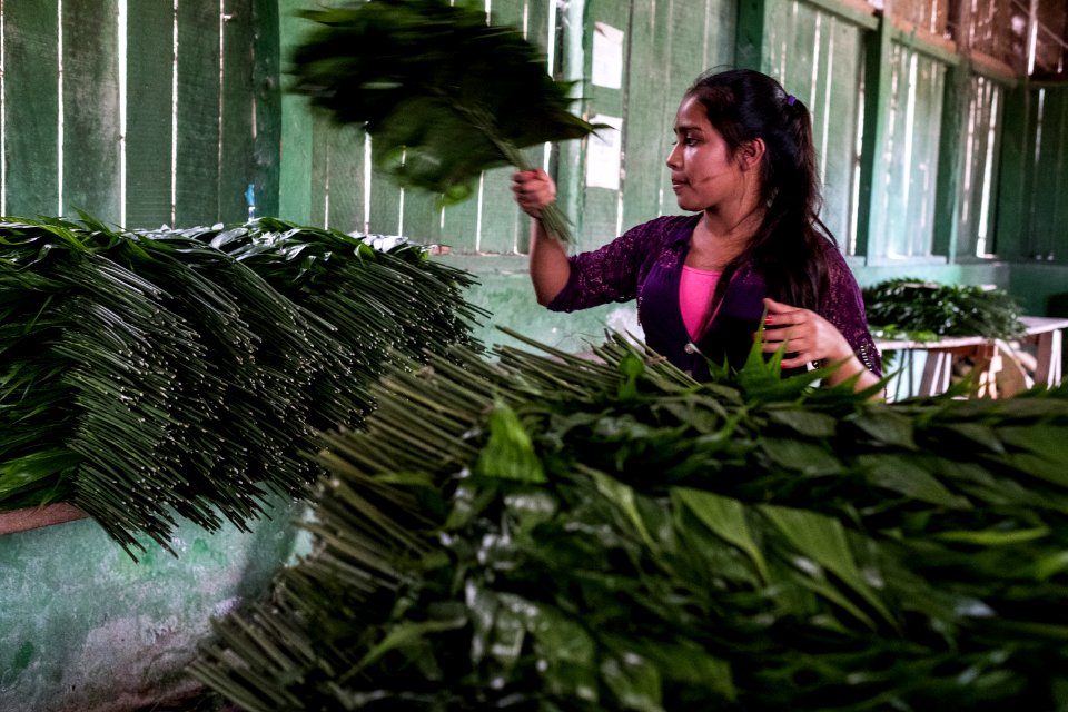 USAID Measuring Impact Conservation Enterprise Retrospective (Guatemala; Rainforest Alliance) (25433645337)