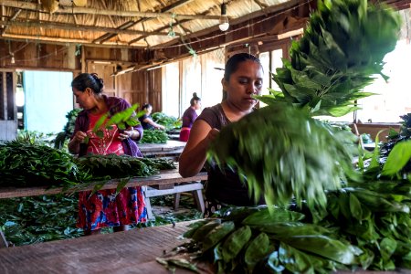 USAID Measuring Impact Conservation Enterprise Retrospective (Guatemala; Rainforest Alliance) (38494901450)