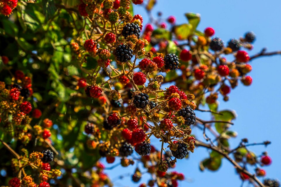 Fruit nature england