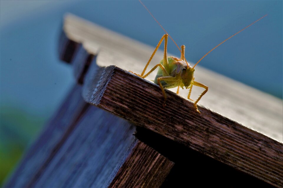 Grasshopper migratory locust tettigonia viridissima