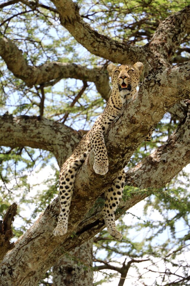 Nature cheetah Free photos