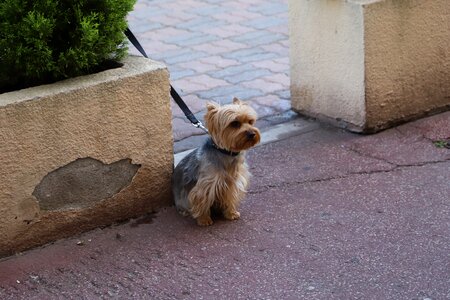 Canidae animals small