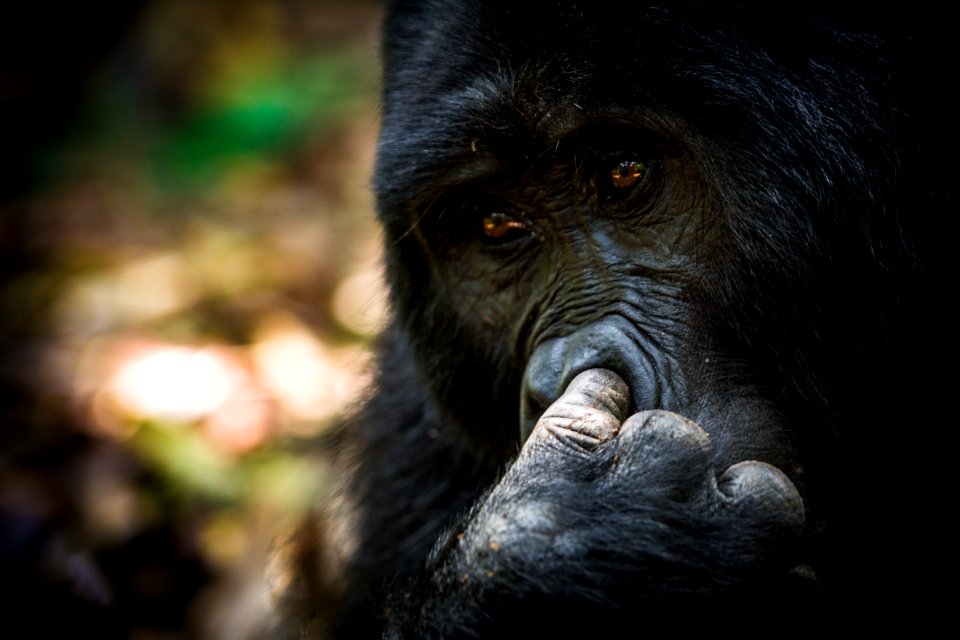 USAID Measuring Impact Conservation Enterprise Retrospective (39396384355)