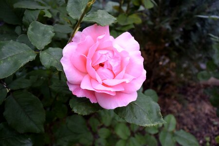 Nature pink rose color photo