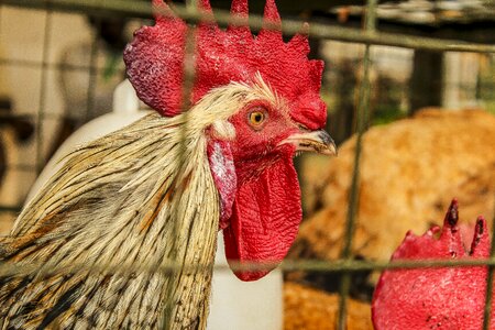 Animal rooster bird photo