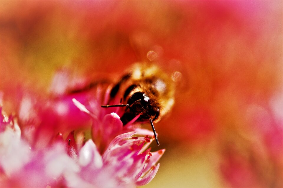 Summer bee stonecrop