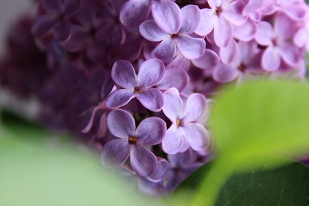 Lavender stem nature