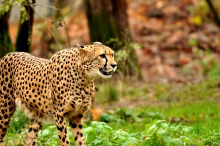 Zoo hellabrunn munich photo