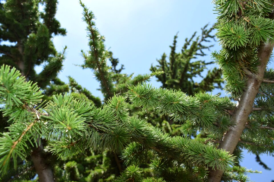 Summer forest natural
