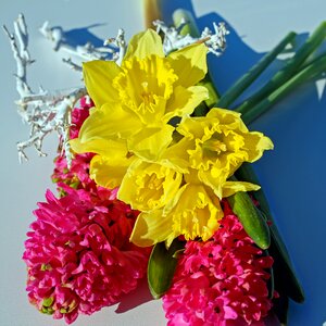 Yellow hyacinth pink photo