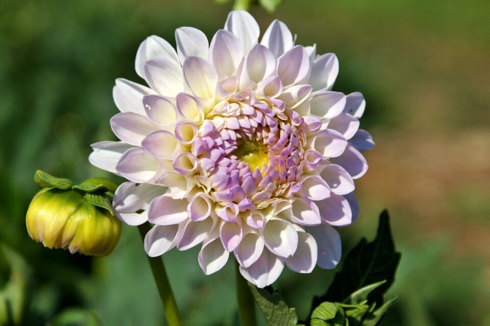 Dahlia garden garden plant blossom