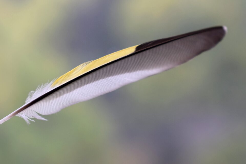 Ornithology yellow feather