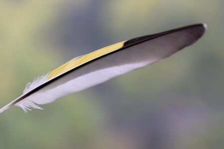Ornithology yellow feather
