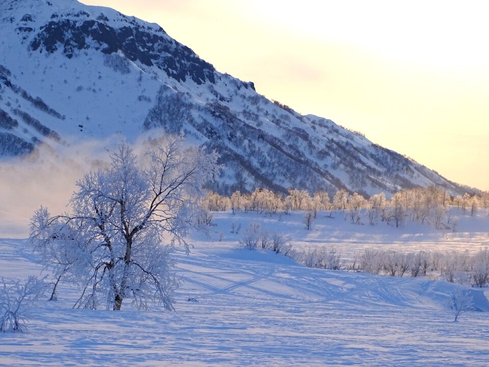 Forest mountains frost photo