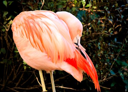 Pink animal zoo