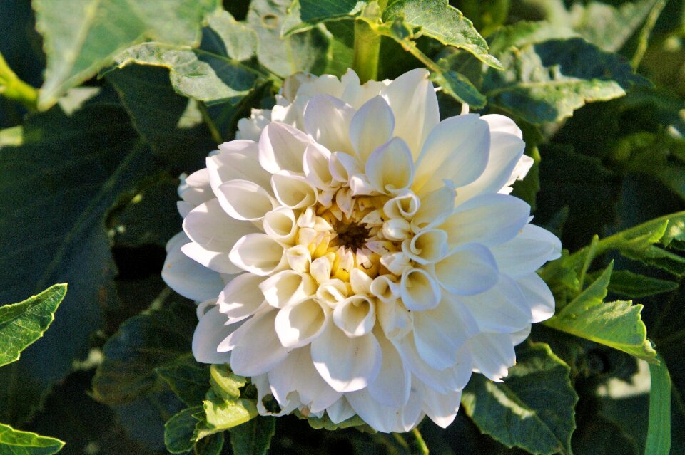 Dahlia garden garden plant blossom