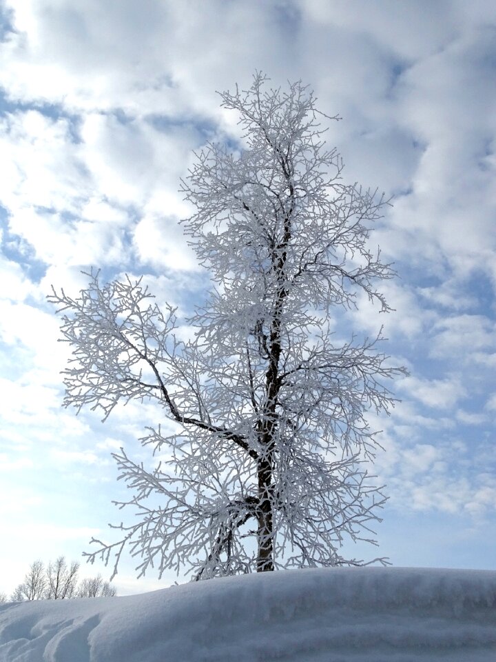 Frost winter spring photo