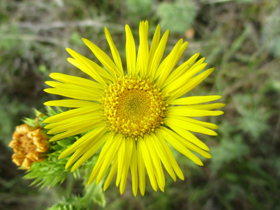 Wild field meadow