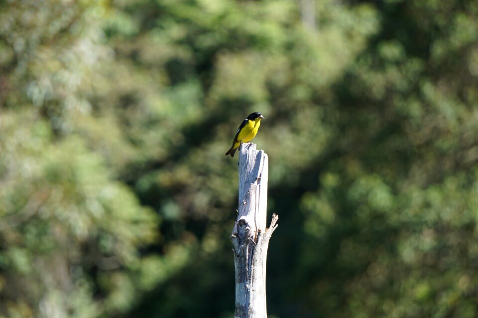 Outdoors tree wildlife